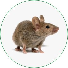 ratón doméstico